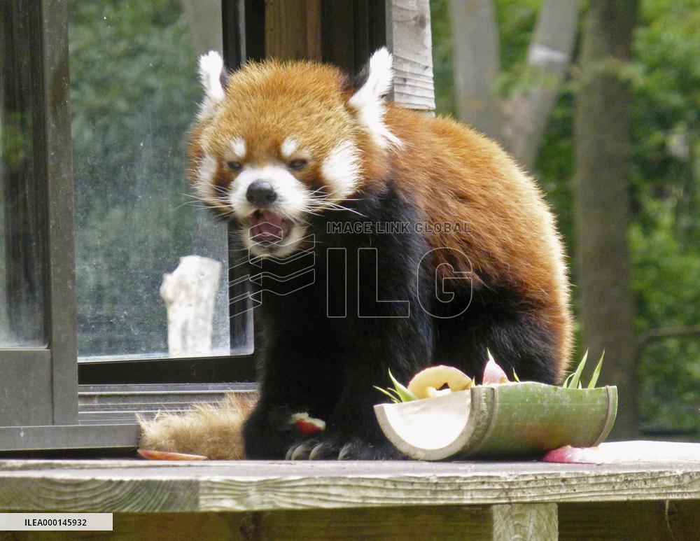 Red panda at Chiba zoo