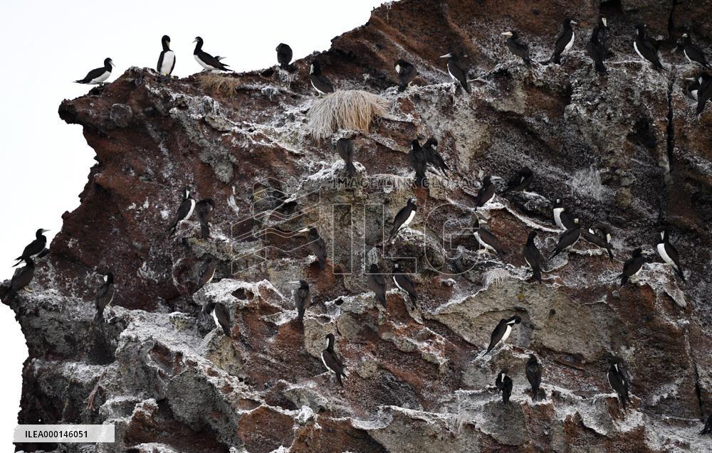 Gannets in Japan