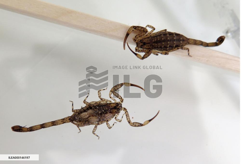 Lesser brown scorpions
