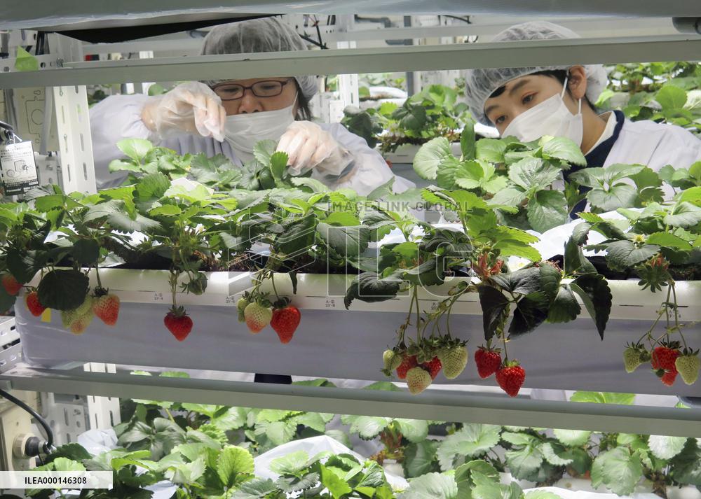 NTT West uses ICT to grow strawberries