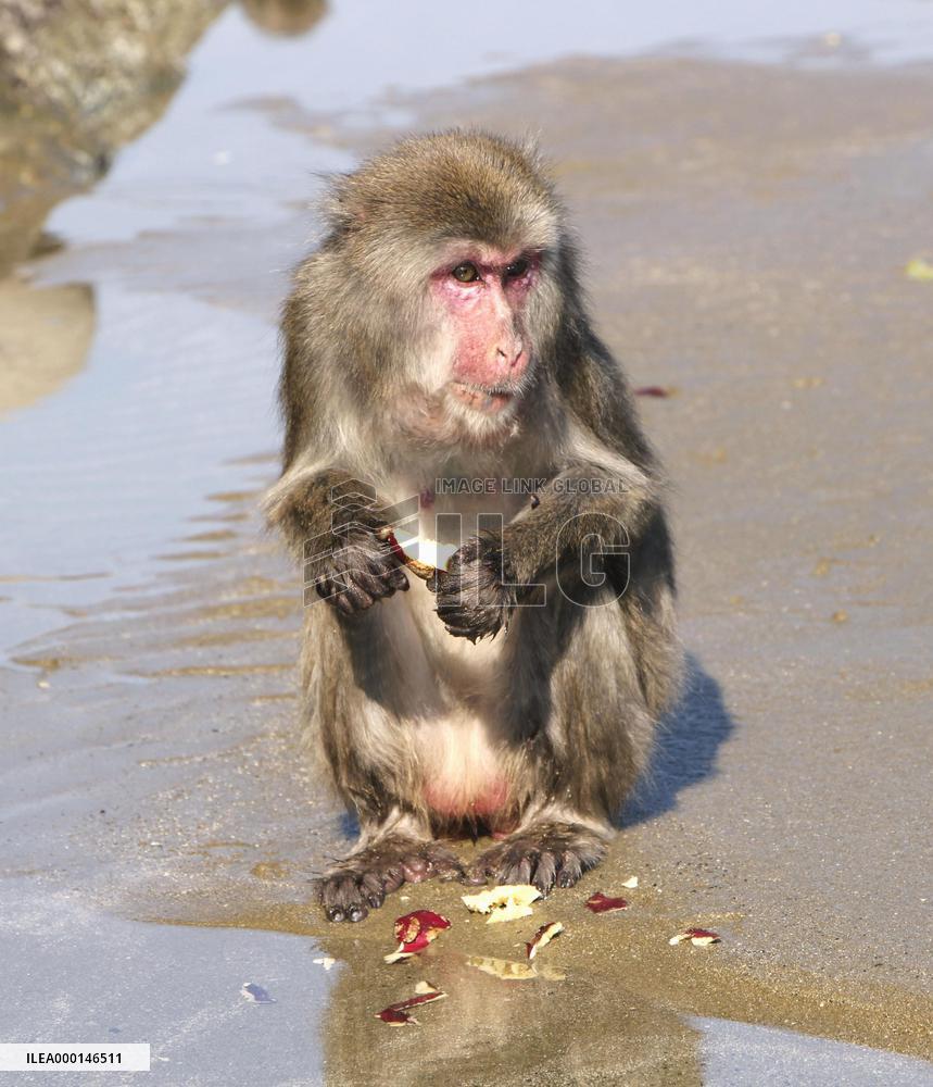 Monkey on Japanese island