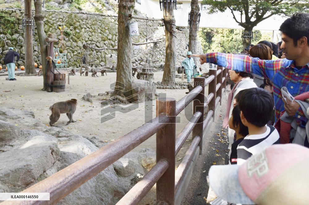 Wild monkeys in western Japan