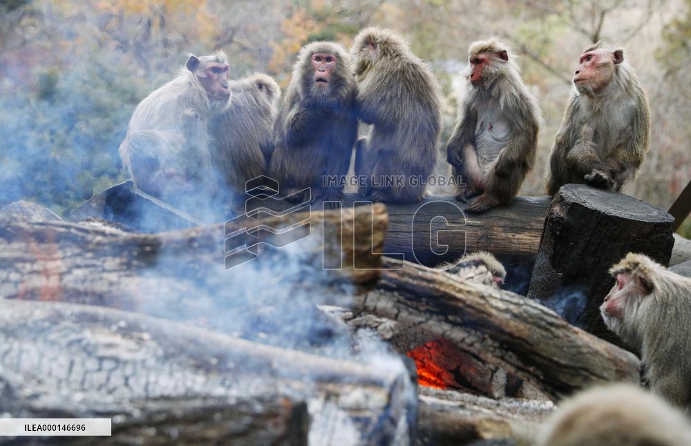 Monkeys warm up by fire