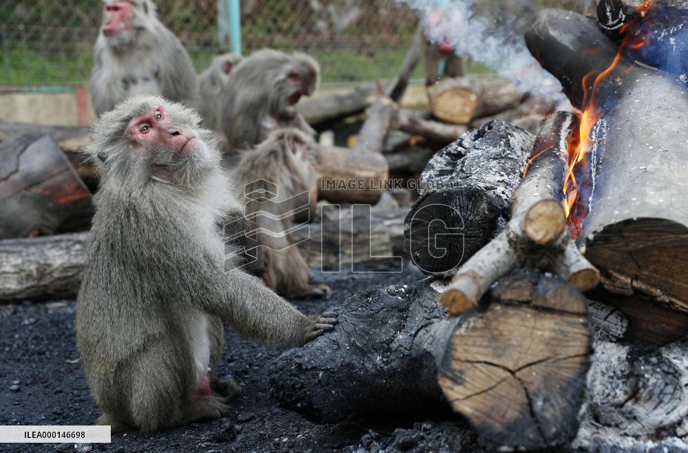 Monkeys warm up by fire