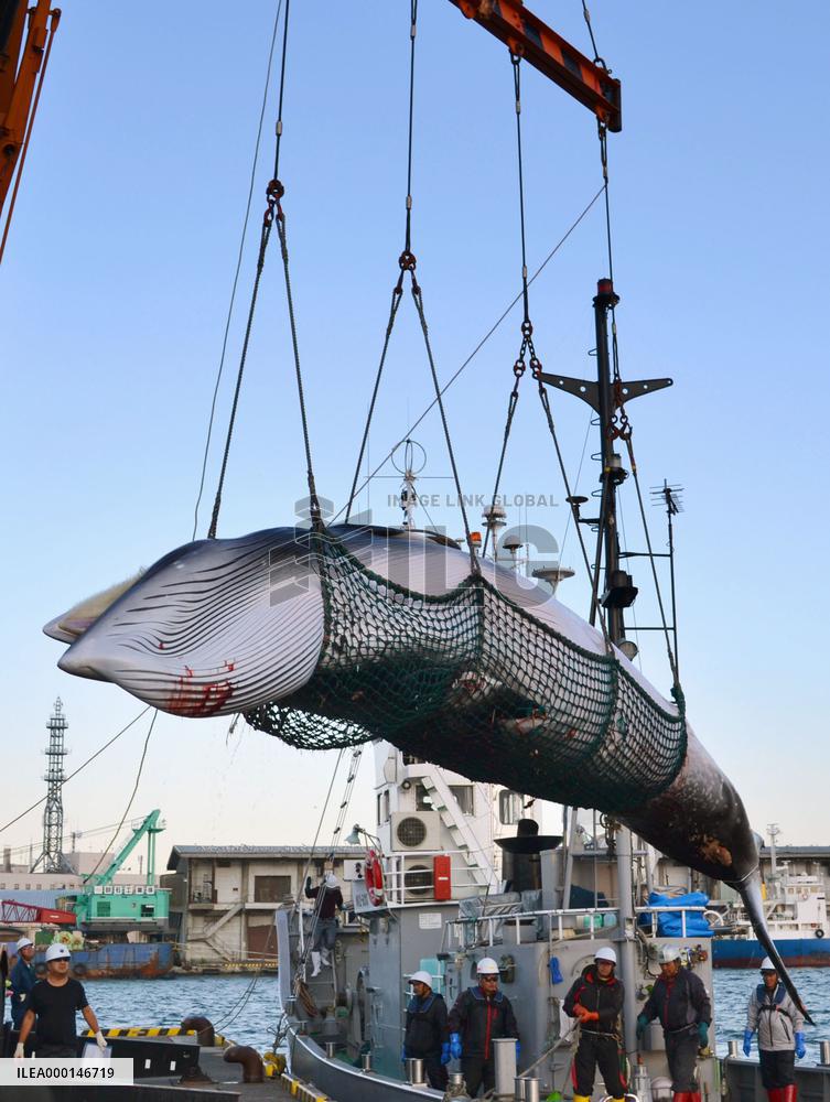 Japan's "research whaling"