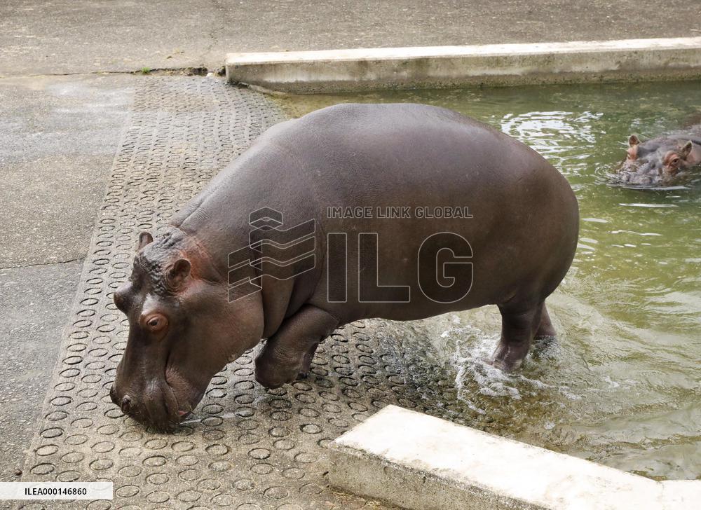 Hippo at Kumamoto zoo