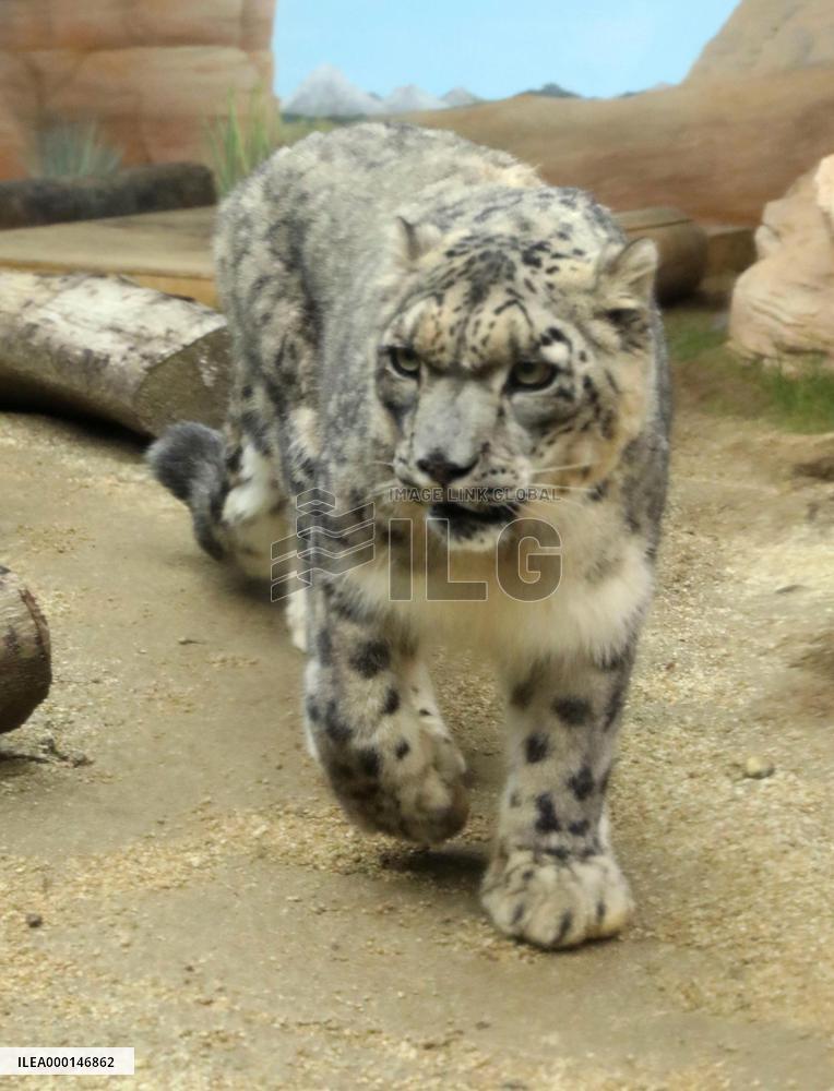 Snow leopard at Kumamoto zoo