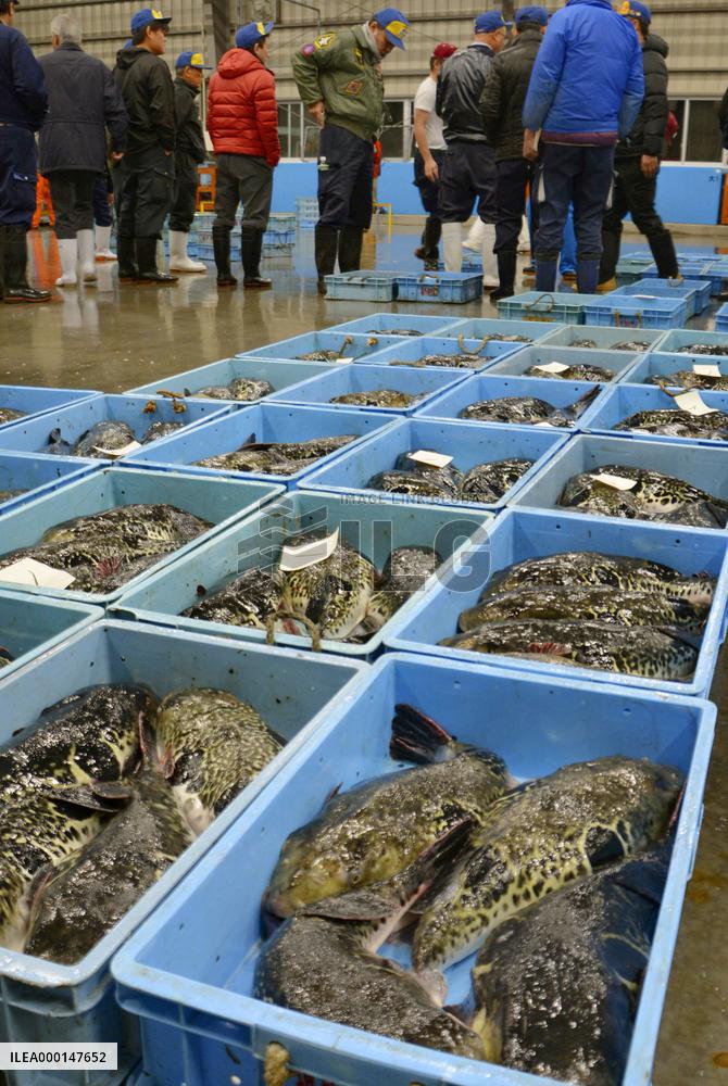 Year's first pufferfish auction