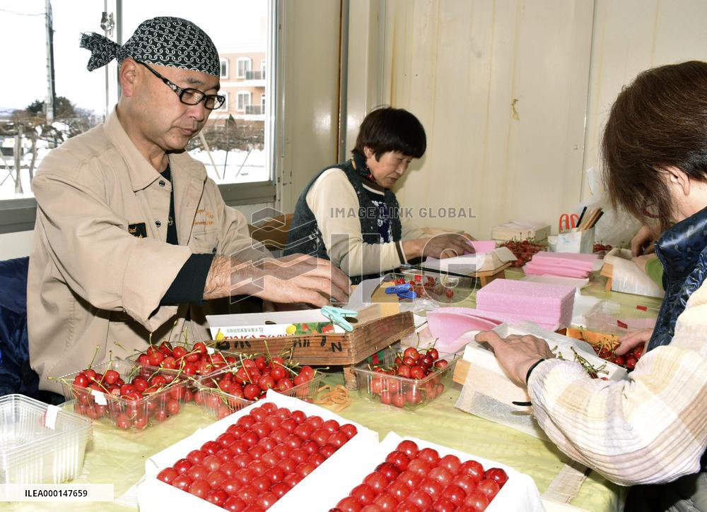 Quality Japanese cherries for year's 1st shipment