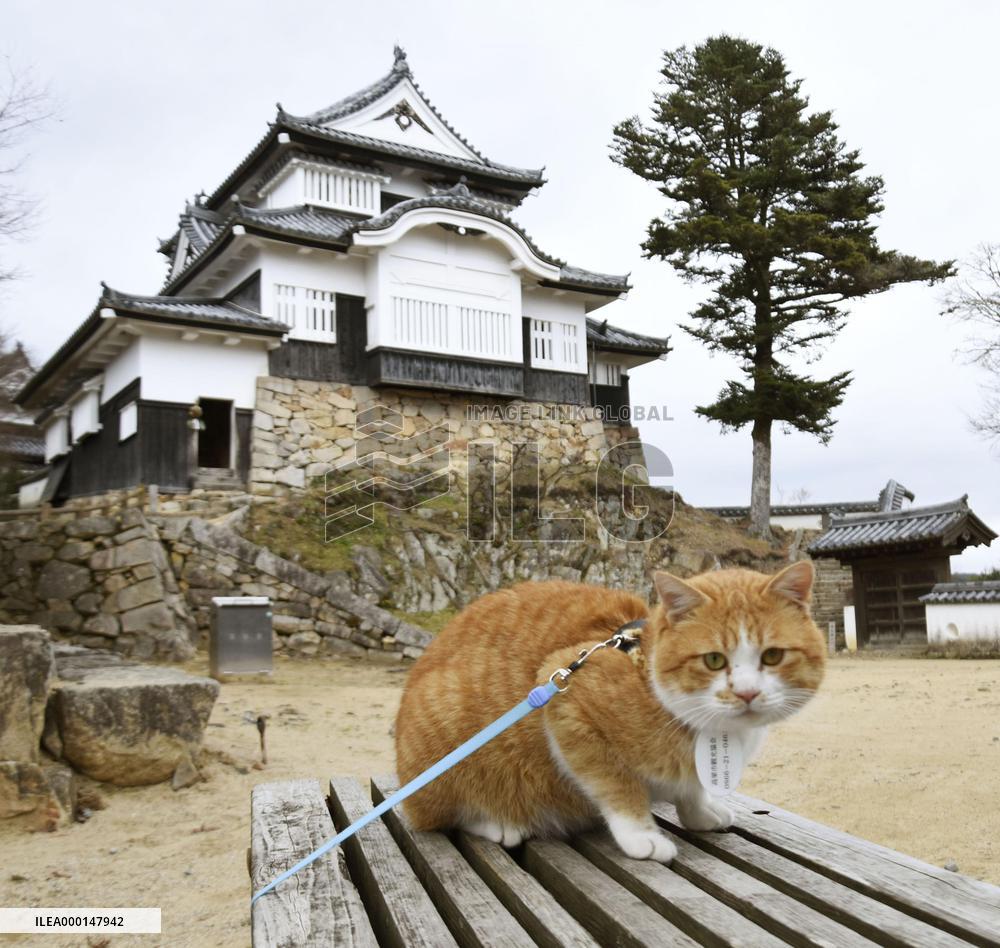 Stray cat becomes popular in disaster-hit area