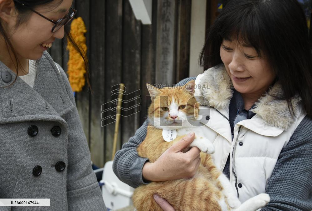 Stray cat becomes popular in disaster-hit area