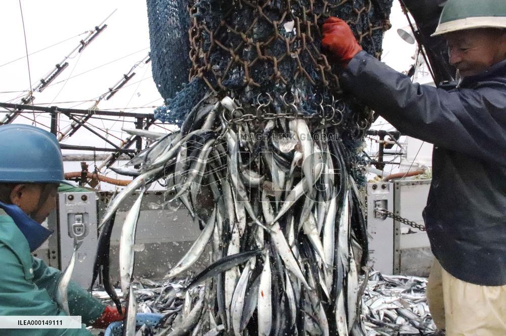 Saury in Japan