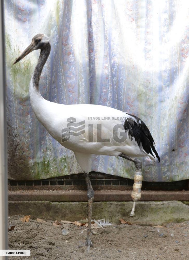 Red-crowned cranes in northern Japan