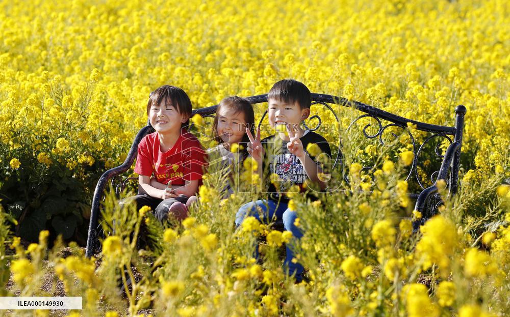Canola flowers in full bloom in Yokosuka