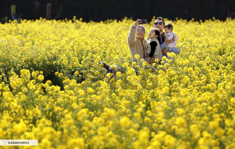 Canola flowers in full bloom in Yokosuka