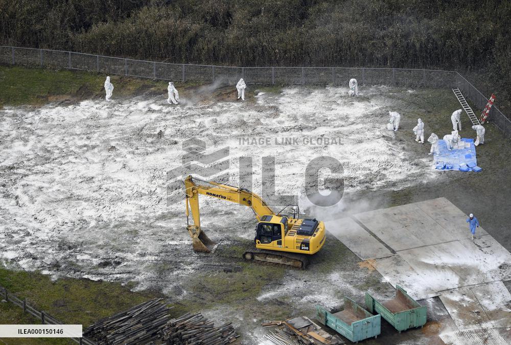 Hog cholera infection in western Japan