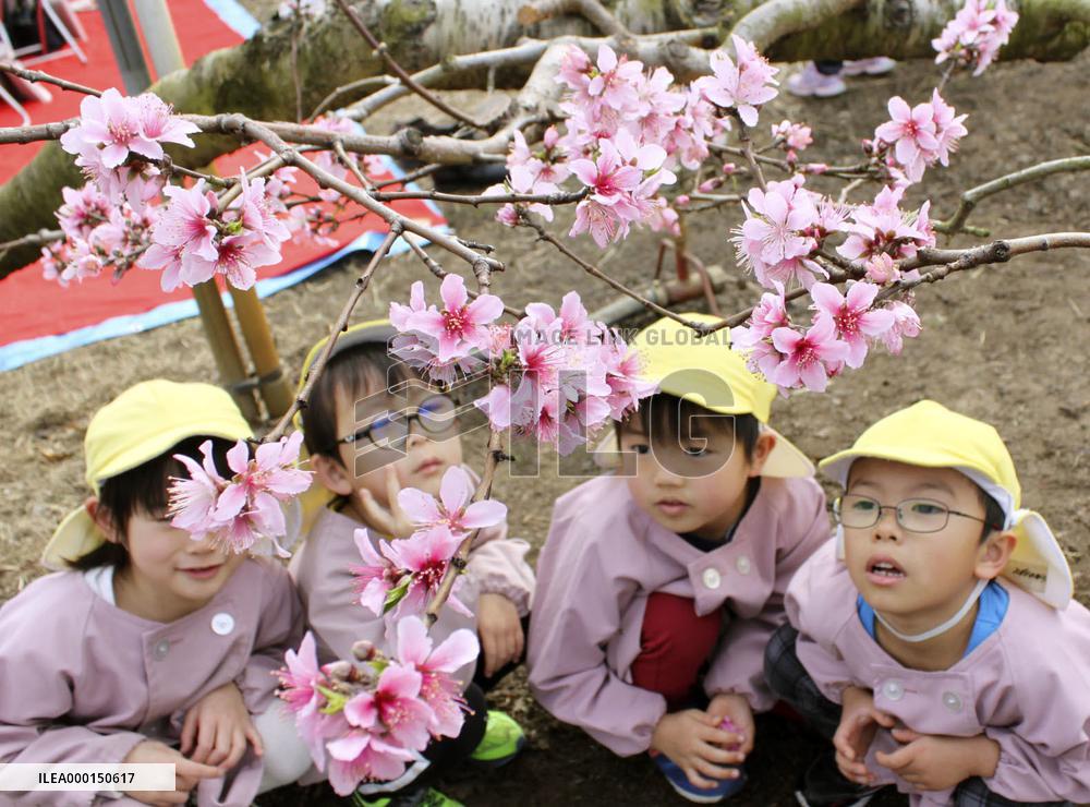 Peach flowers in eastern Japan