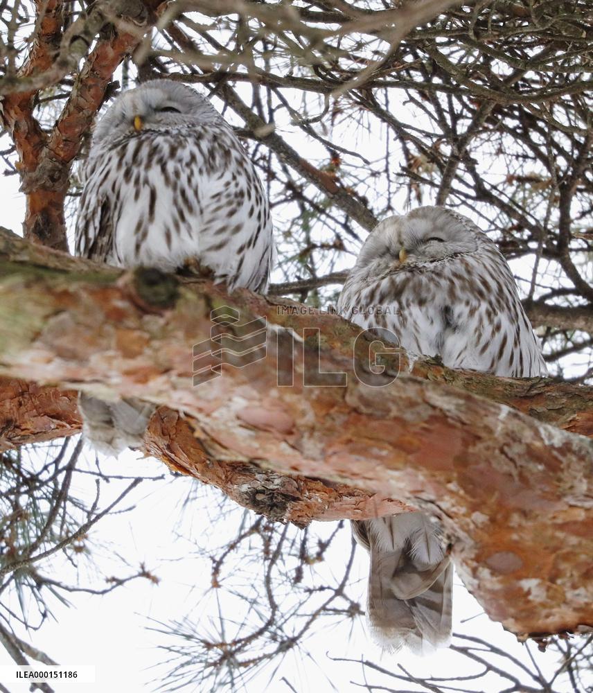Ural owls in quake-hit Japanese town