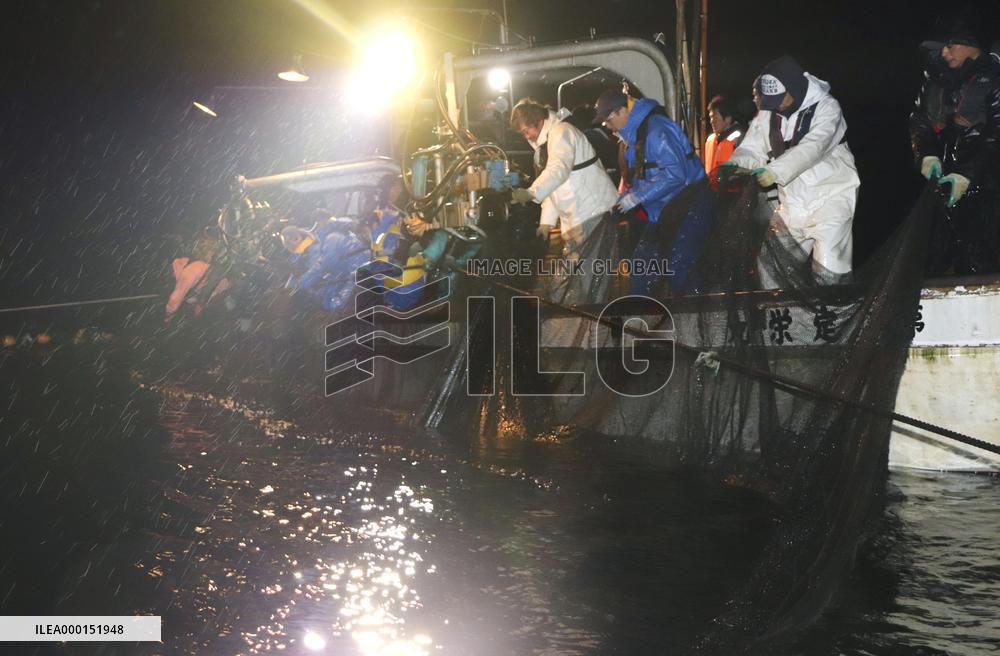 Firefly squid fishing season