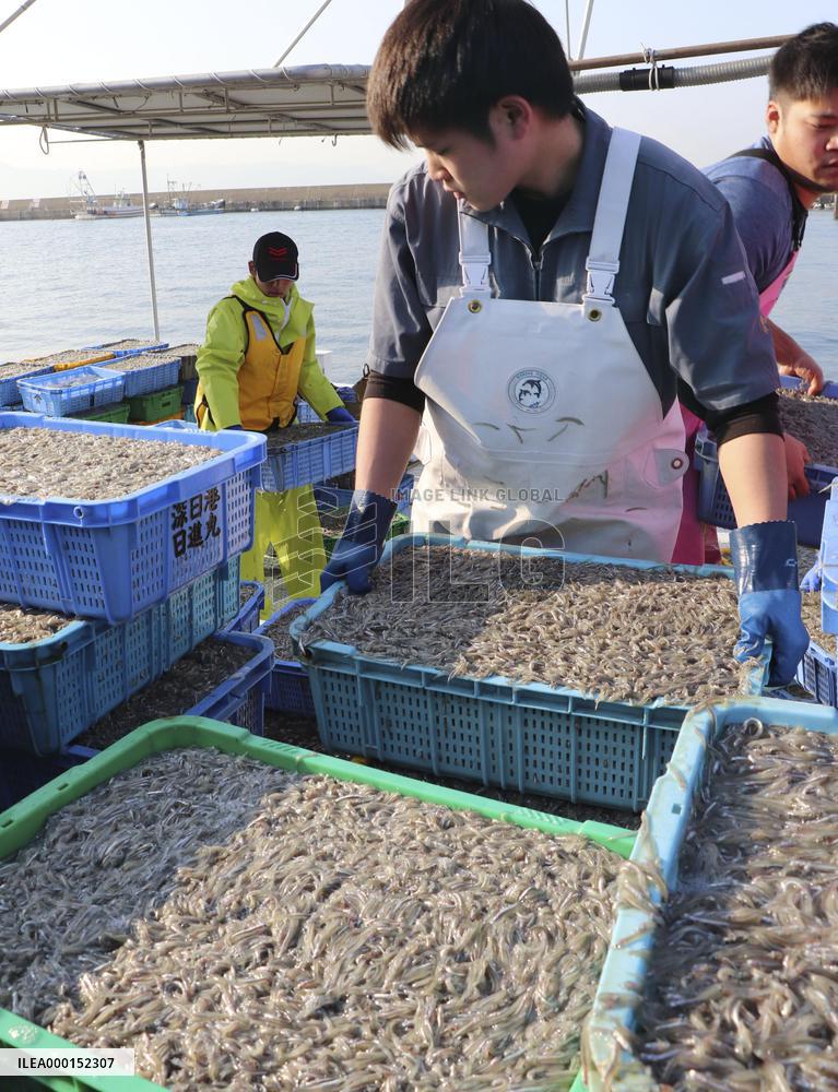 Sand lances landed at western Japan port