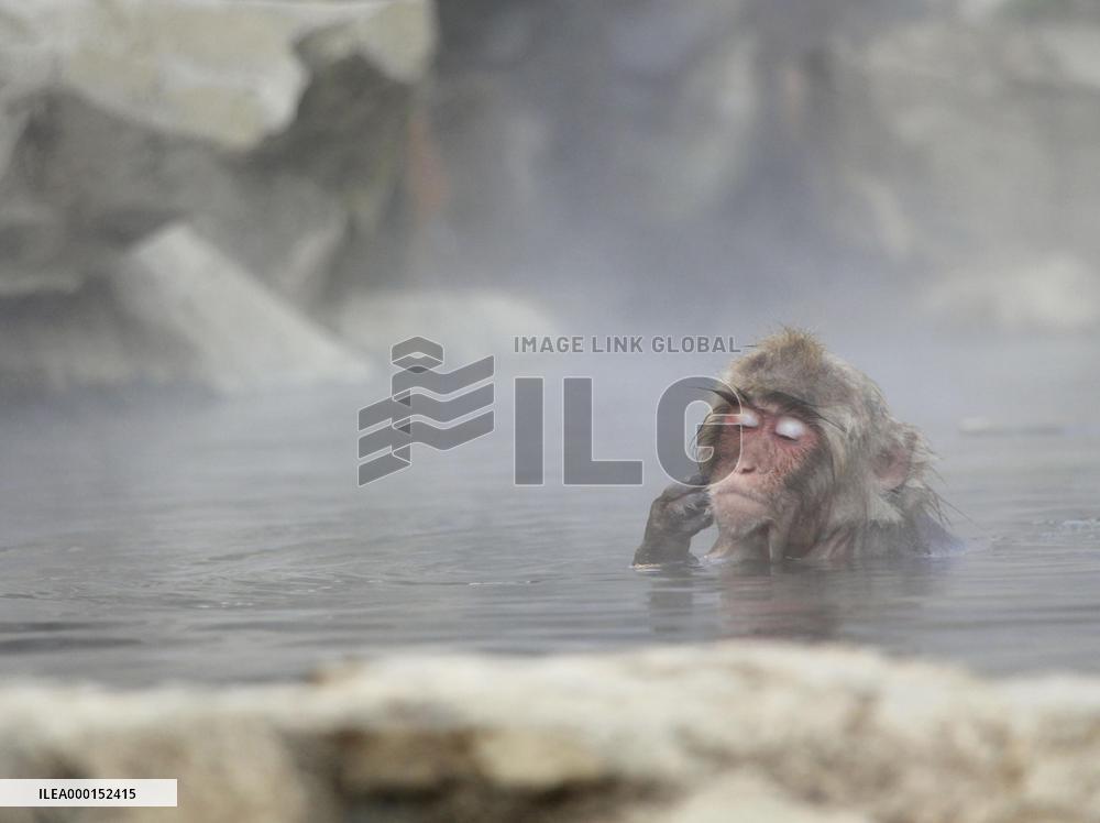 Monkey in Japanese hot spring