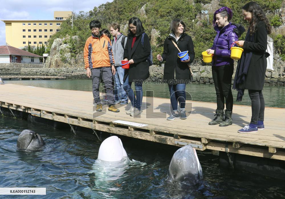 Japan whaling culture tour