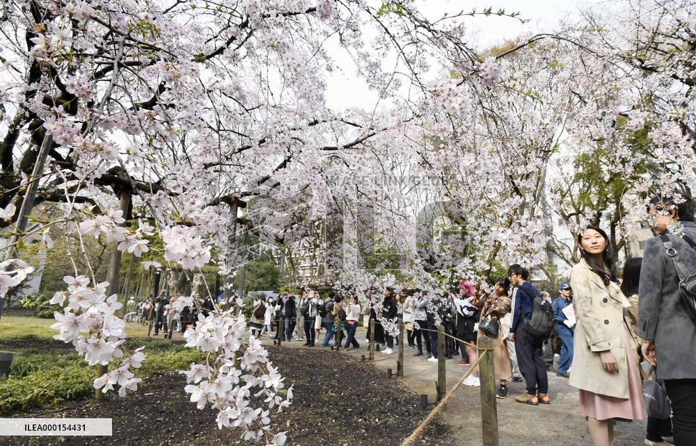Cherry blossoms in Tokyo