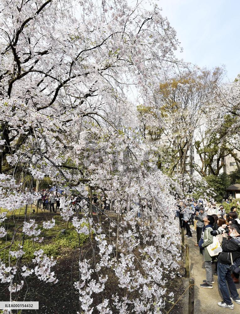 Cherry blossoms in Tokyo