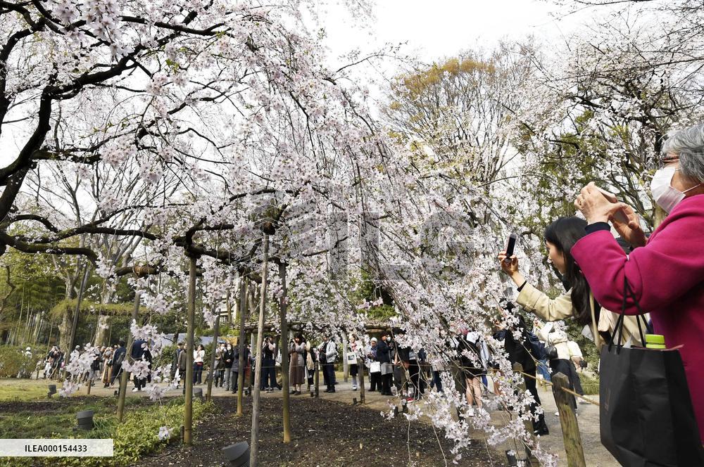 Cherry blossoms in Tokyo