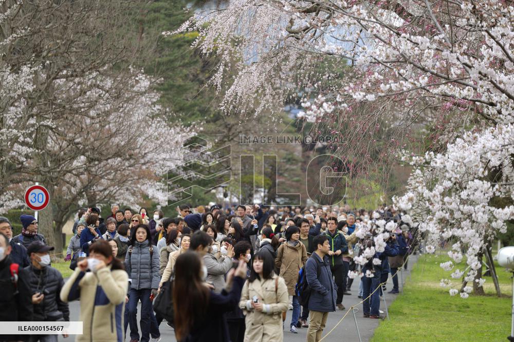 Cherry blossoms at Imperial Palace