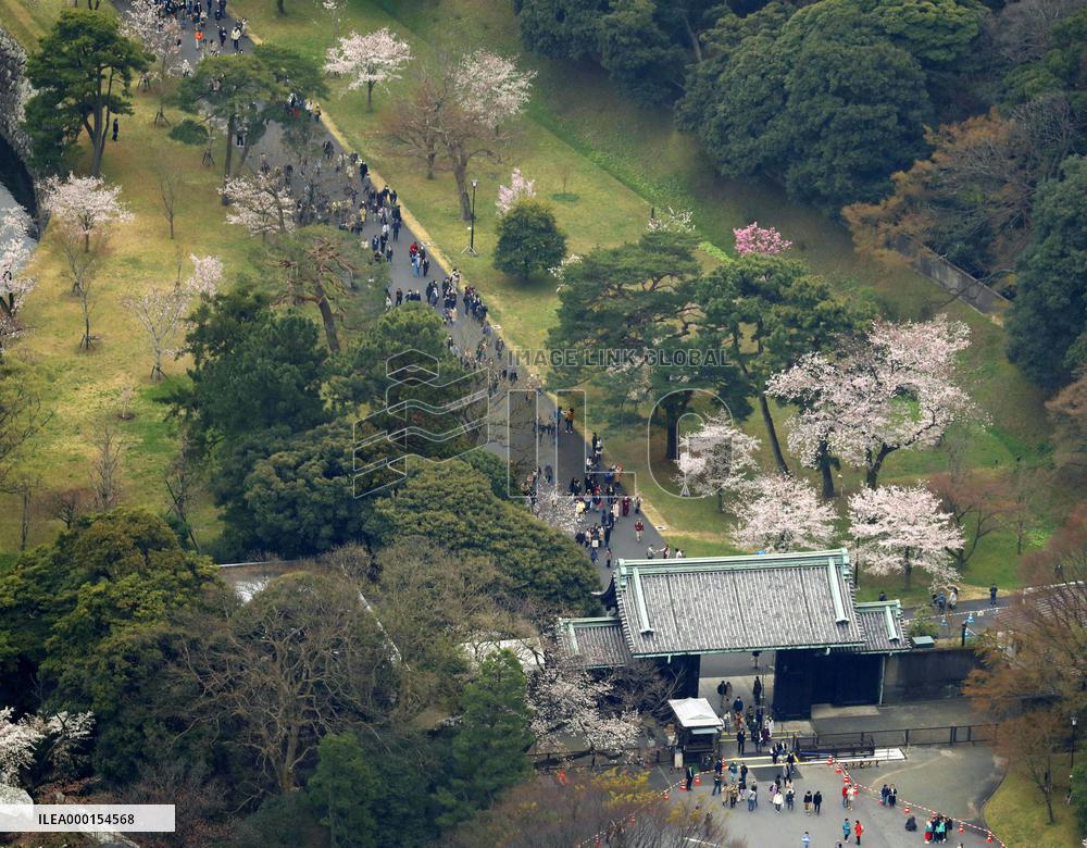 Cherry blossoms at Imperial Palace