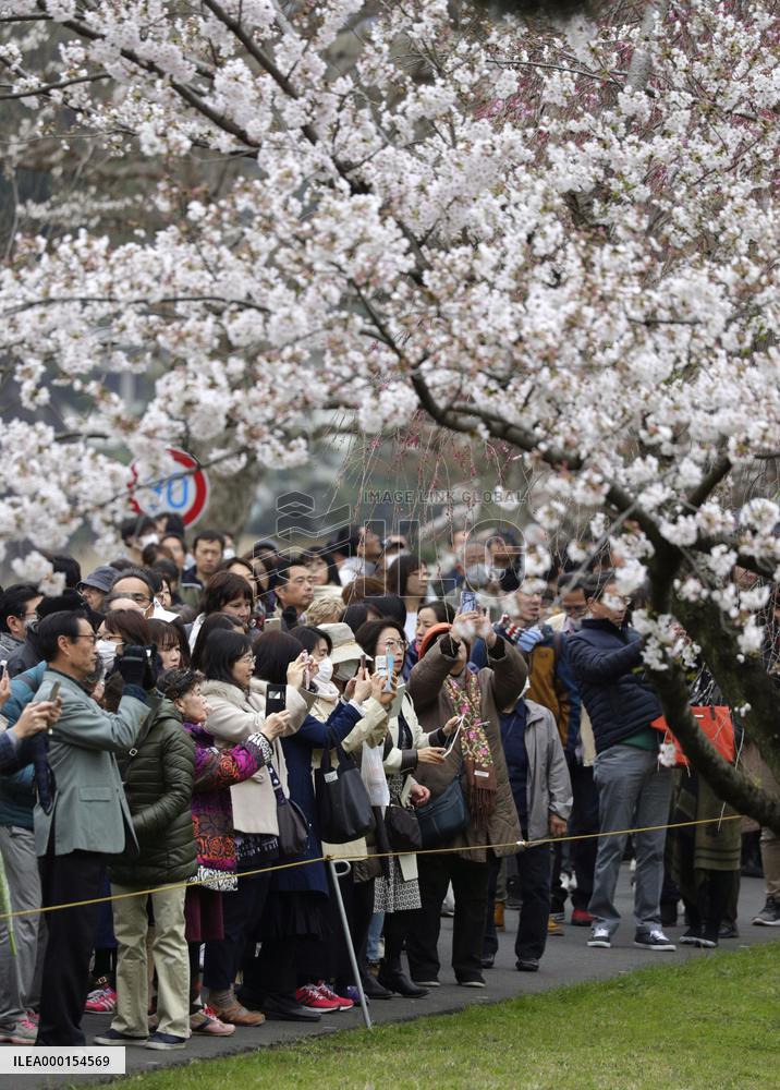 Cherry blossoms at Imperial Palace