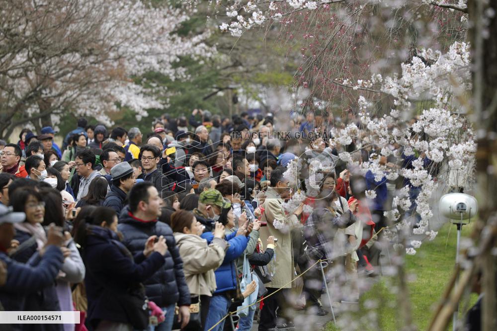Cherry blossoms at Imperial Palace