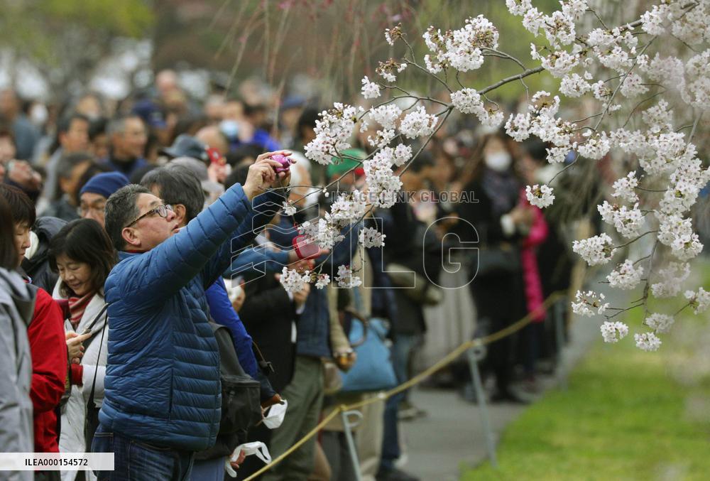 Cherry blossoms at Imperial Palace