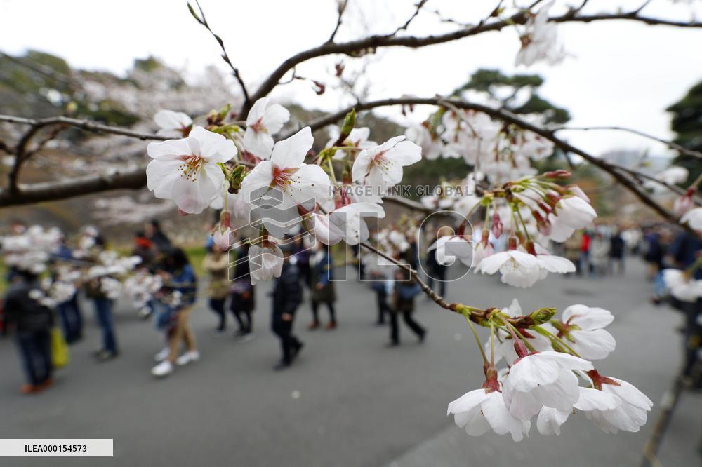 Cherry blossoms at Imperial Palace