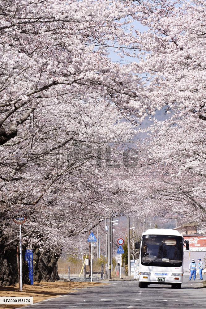 Cherry-viewing bus tour