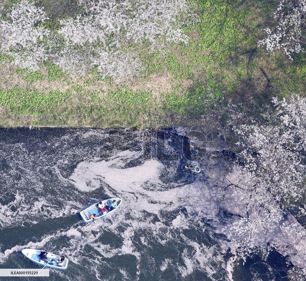 Cherry blossoms in Tokyo