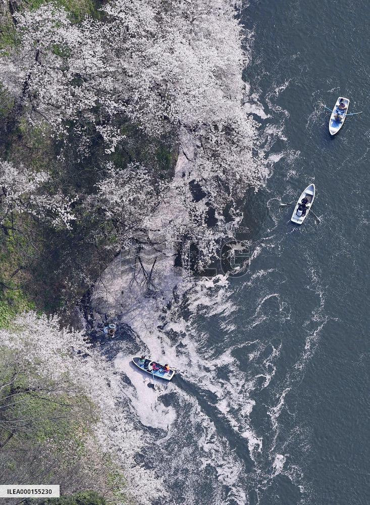 Cherry blossoms in Tokyo