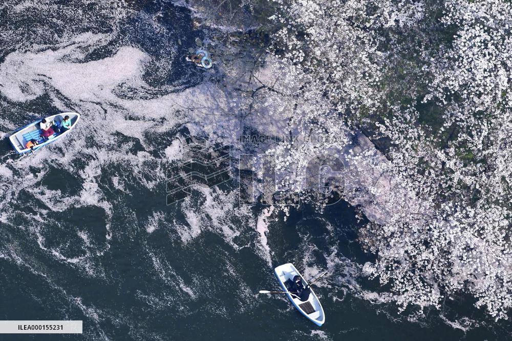 Cherry blossoms in Tokyo