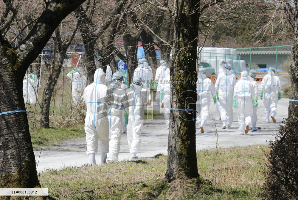 Hog cholera infection in central Japan