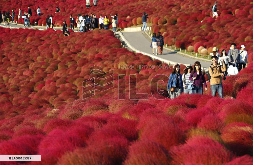 Kochia at seaside park