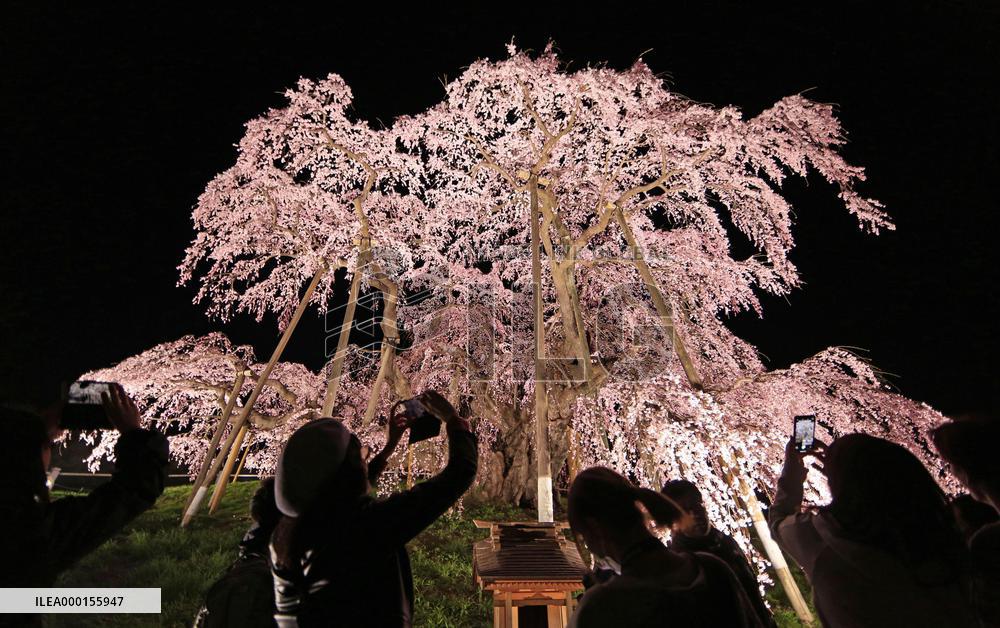 Ancient cherry tree in Japan