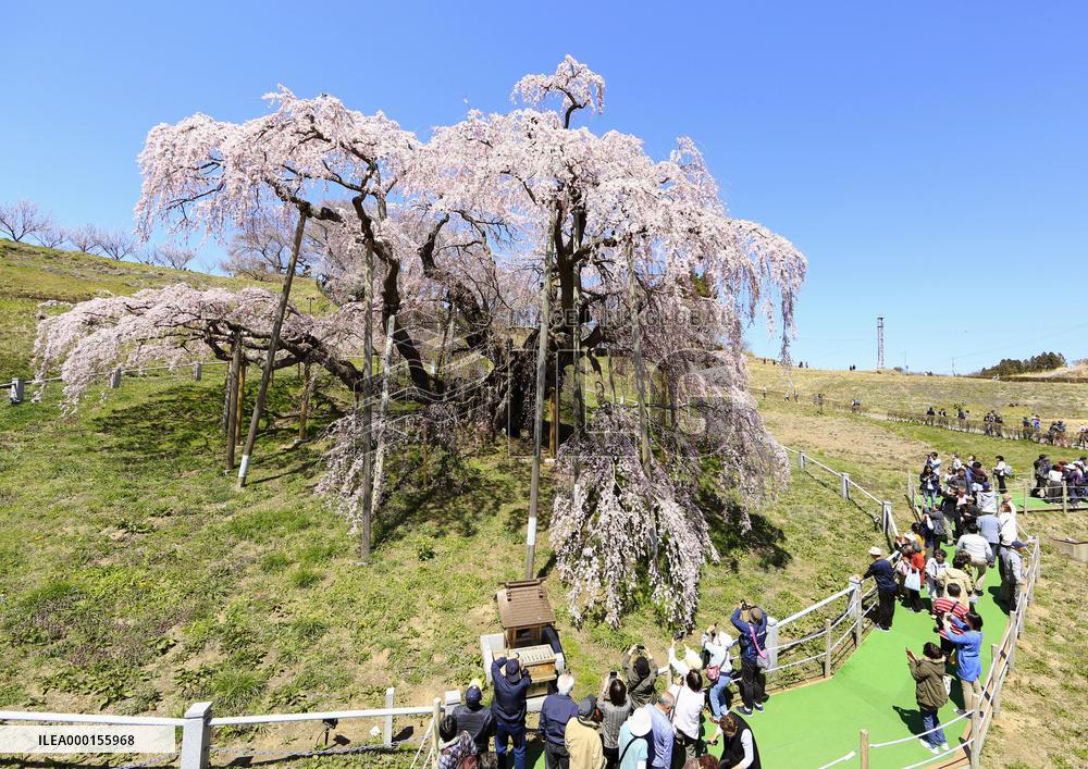 Ancient cherry tree in Japan