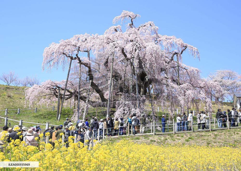 Ancient cherry tree in Japan