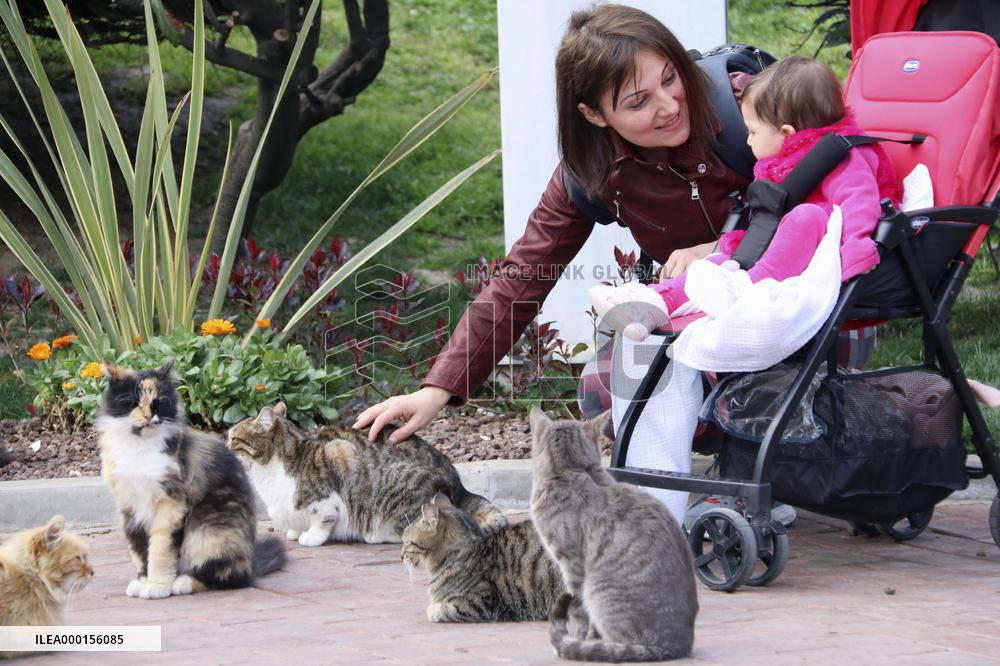 Cats in Turkish daily life