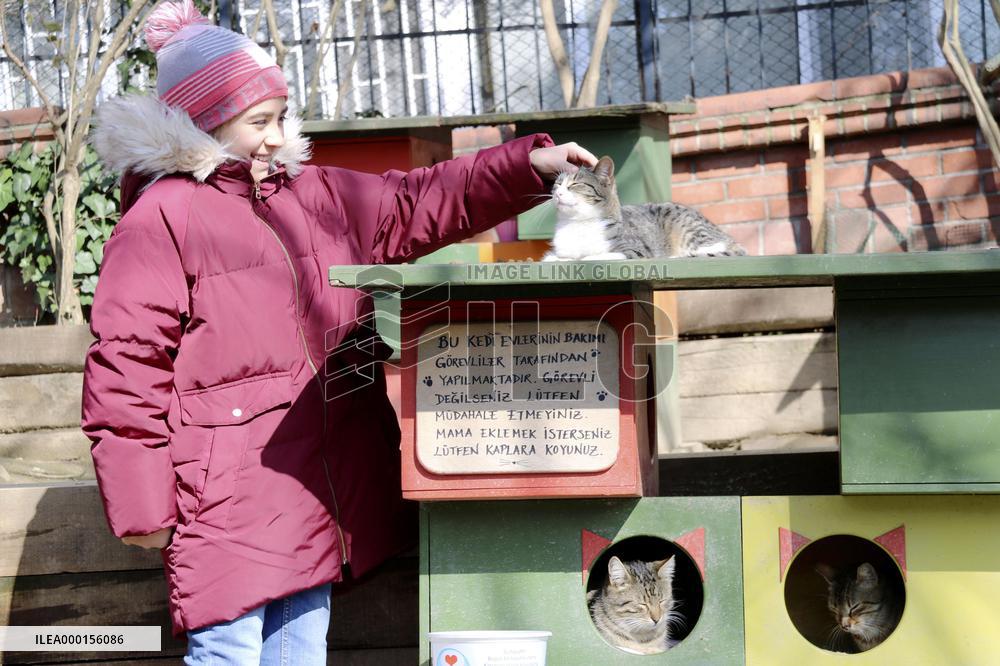 Cats in Turkish daily life