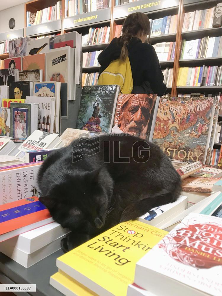 Cats in Turkish daily life