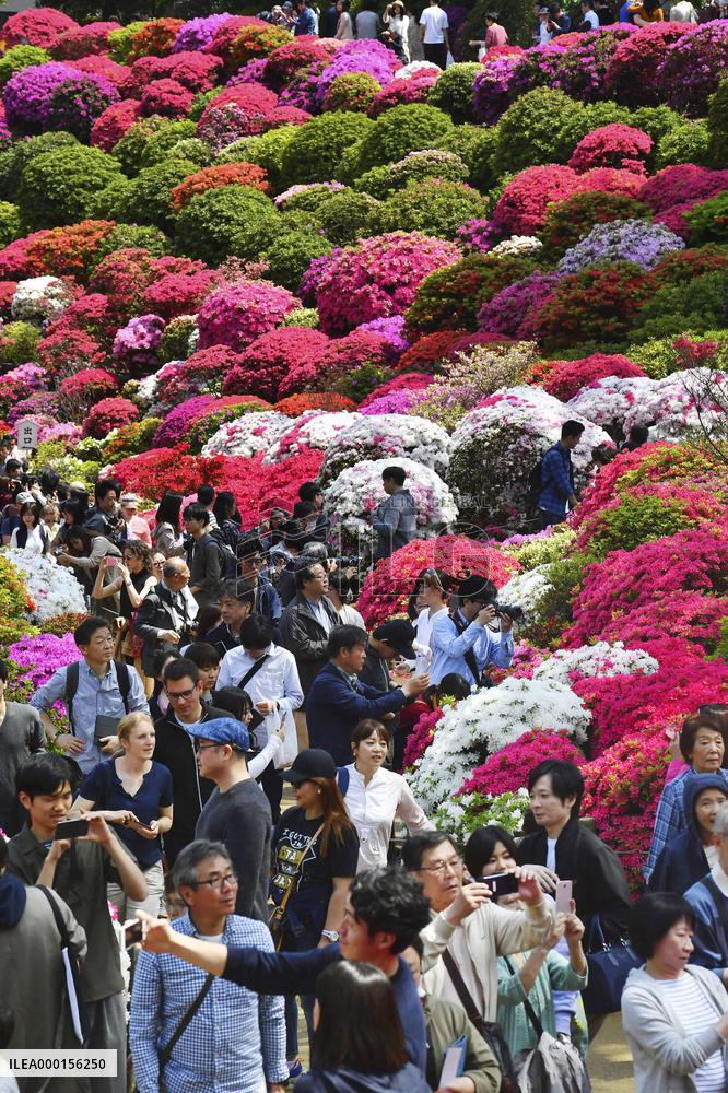 Azaleas in full bloom