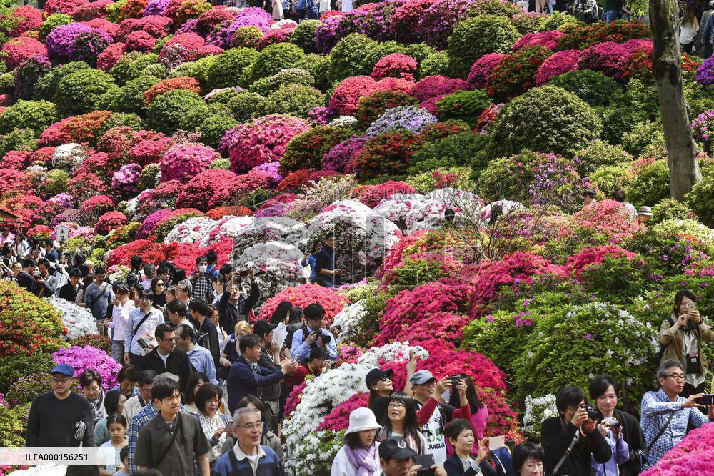 Azaleas in full bloom
