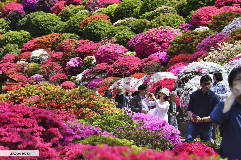 Azaleas in full bloom